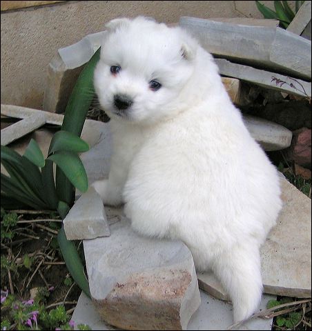 pups-8.jpg