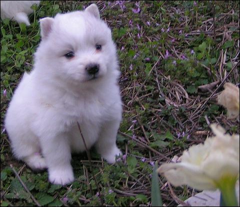 pups-9.jpg