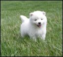 pups11.JPG 