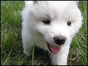 pups12.JPG 