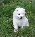 pups13.JPG 