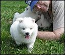 pups14.JPG 