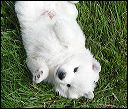pups2.JPG 