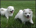 pups3.JPG 