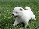 pups4.JPG 