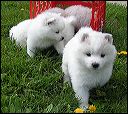 pups5.JPG 