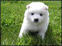 pups6.JPG 