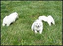 pups8.JPG 
