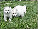 pups9.JPG 