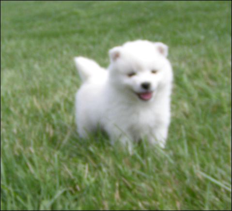 pups11.jpg