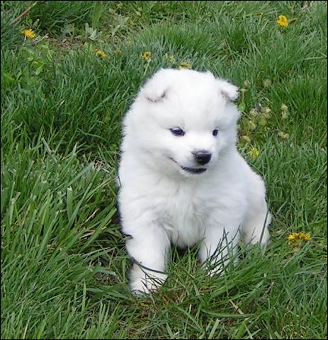 pups13.jpg