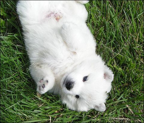 pups2.jpg