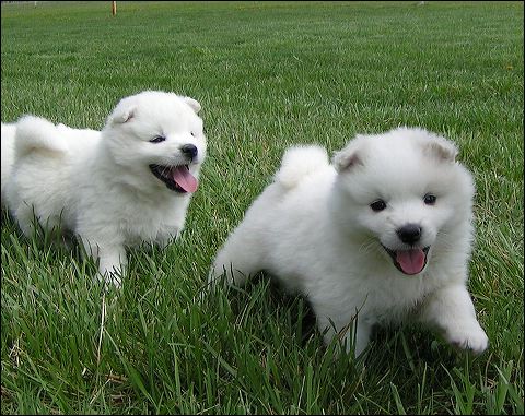 pups3.jpg