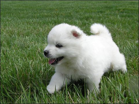 pups4.jpg