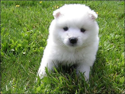 pups6.jpg