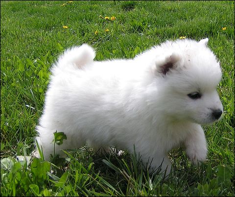 pups7.jpg
