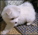 boy-1