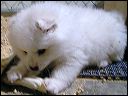 pict0015