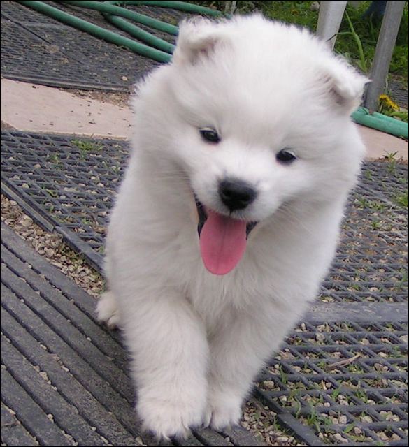 pups10.jpg