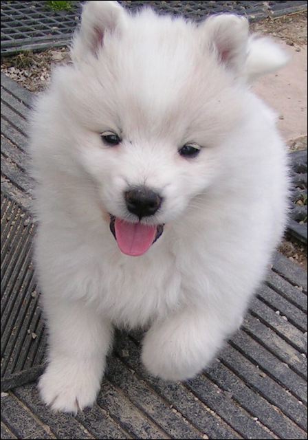 pups13.jpg