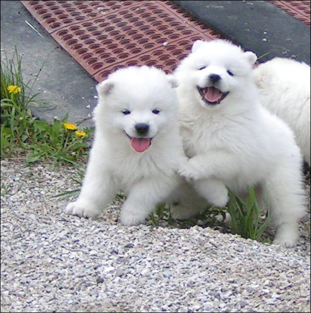 pups5.jpg
