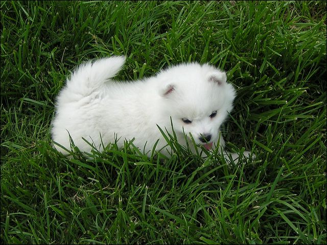 pups6.jpg