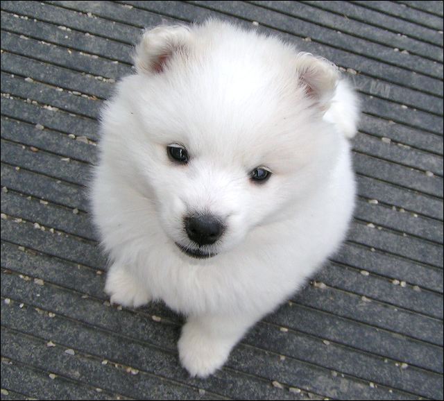 pups8.jpg