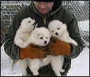 boy-girlA-girlB-3.JPG 
