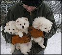 boy-girlA-girlB-5.JPG 