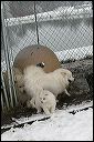 Dad-mom-puppy.JPG 