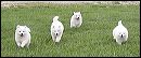 pups-1