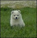 pups-10