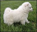 pups-12