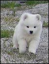 pups-13
