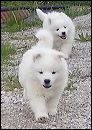 pups-14