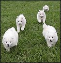 pups-2