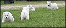 pups-6