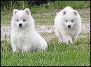 pups-7