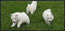pups-8