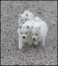 pups-9