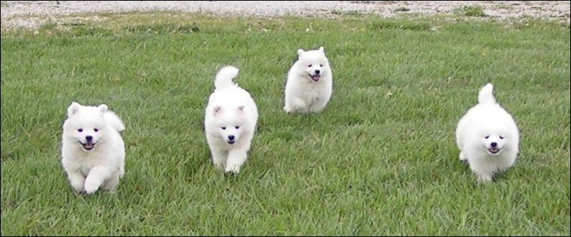 pups-1.jpg