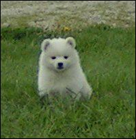 pups-10.jpg