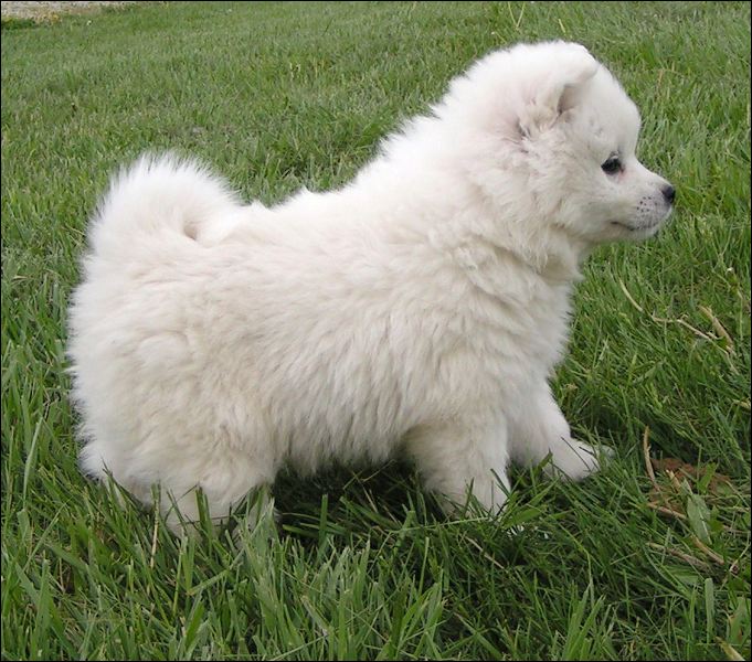 pups-12.jpg