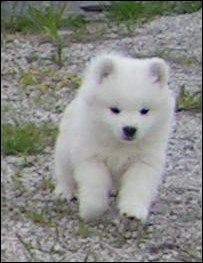 pups-13.jpg