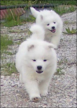 pups-14.jpg