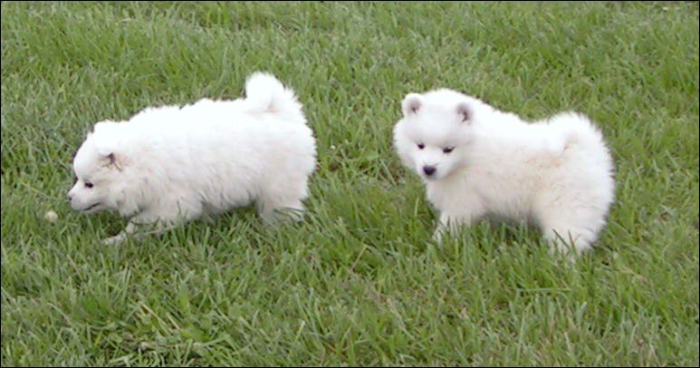 pups-3.jpg