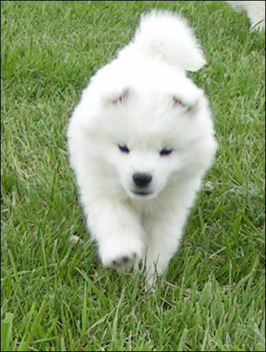 pups-5.jpg