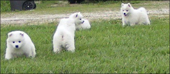 pups-6.jpg
