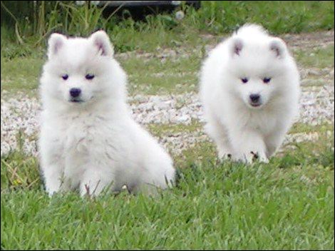pups-7.jpg