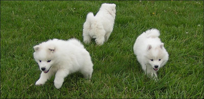 pups-8.jpg